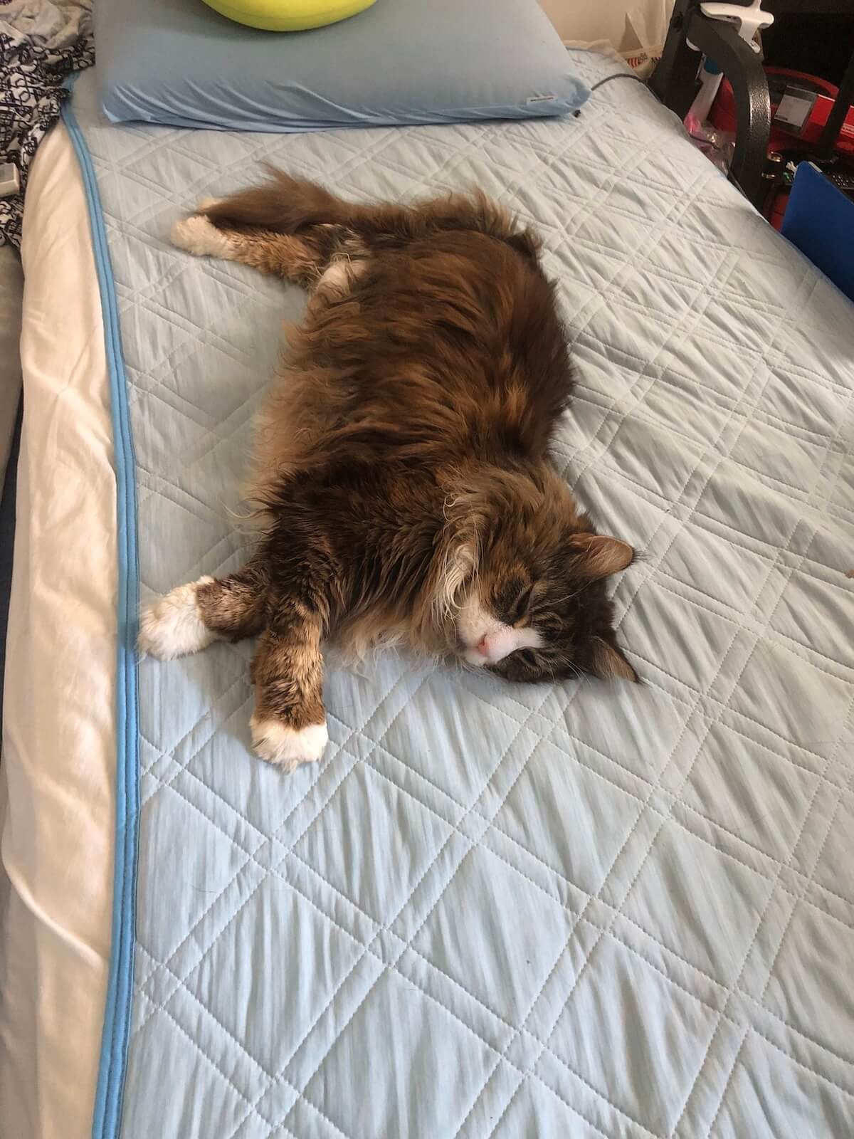 飼い主さんのベッドで眠る大型猫のメインクーン