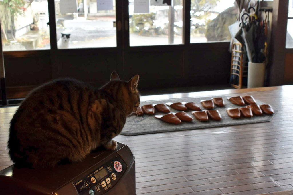 東鳴子温泉の「いさぜん旅館」にいる猫たち