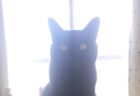 黒猫の背後が透けている？スマホで撮影した写真に、猫で隠れて見えないはずの窓枠が写り込んでしまう不思議な現象が…