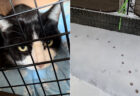 【庭猫オレオ】大雪の日に足跡を見かけてから10ヶ月！飼い主さんが明かす、庭に現れた野良猫が家猫になるまでの感動ストーリー