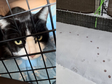 【庭猫オレオ】大雪の日に足跡を見かけてから10ヶ月！飼い主さんが明かす、庭に現れた野良猫が家猫になるまでの感動ストーリー