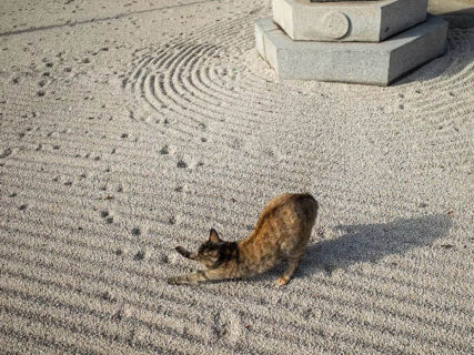 枯山水の上を猫が歩くと「枯にゃん水」に！猫の足跡によって砂を荒らされた日本庭園→逆に芸術性が高まったとSNSで大反響