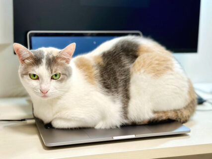 まるで労働基準監督ネコ？飼い主さんに長時間労働をさせまいとノートパソコンに居座る猫ちゃんの表情が真剣すぎた