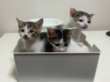 3匹の子猫が「哺乳瓶を卒業した日」ミルクを飲みたそうに待っている姿が可愛すぎるとネットで大反響