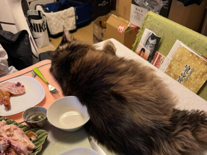 食卓の半分を占拠するビッグボディな猫ちゃん！人間の食事中でも猫をどかさない理由とは？飼い主の獣医さんに聞いてみた