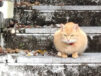 「寒いのになぜ出した？」警告を無視して庭に出た猫ちゃん→あまりの寒さに2分で引き返して抗議の目を向ける