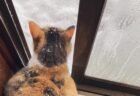 「部屋が暖まらない原因は君か…」窓を開けて降り積もる雪を眺める猫ちゃん、ストーブの暖房効果を激減させてしまう