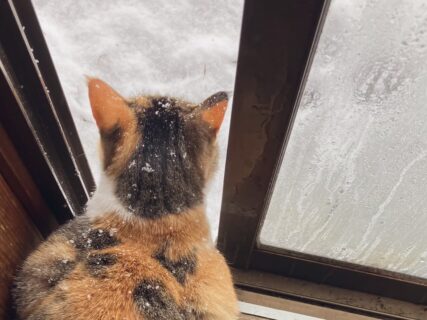 「部屋が暖まらない原因は君か…」窓を開けて降り積もる雪を眺める猫ちゃん、ストーブの暖房効果を激減させてしまう