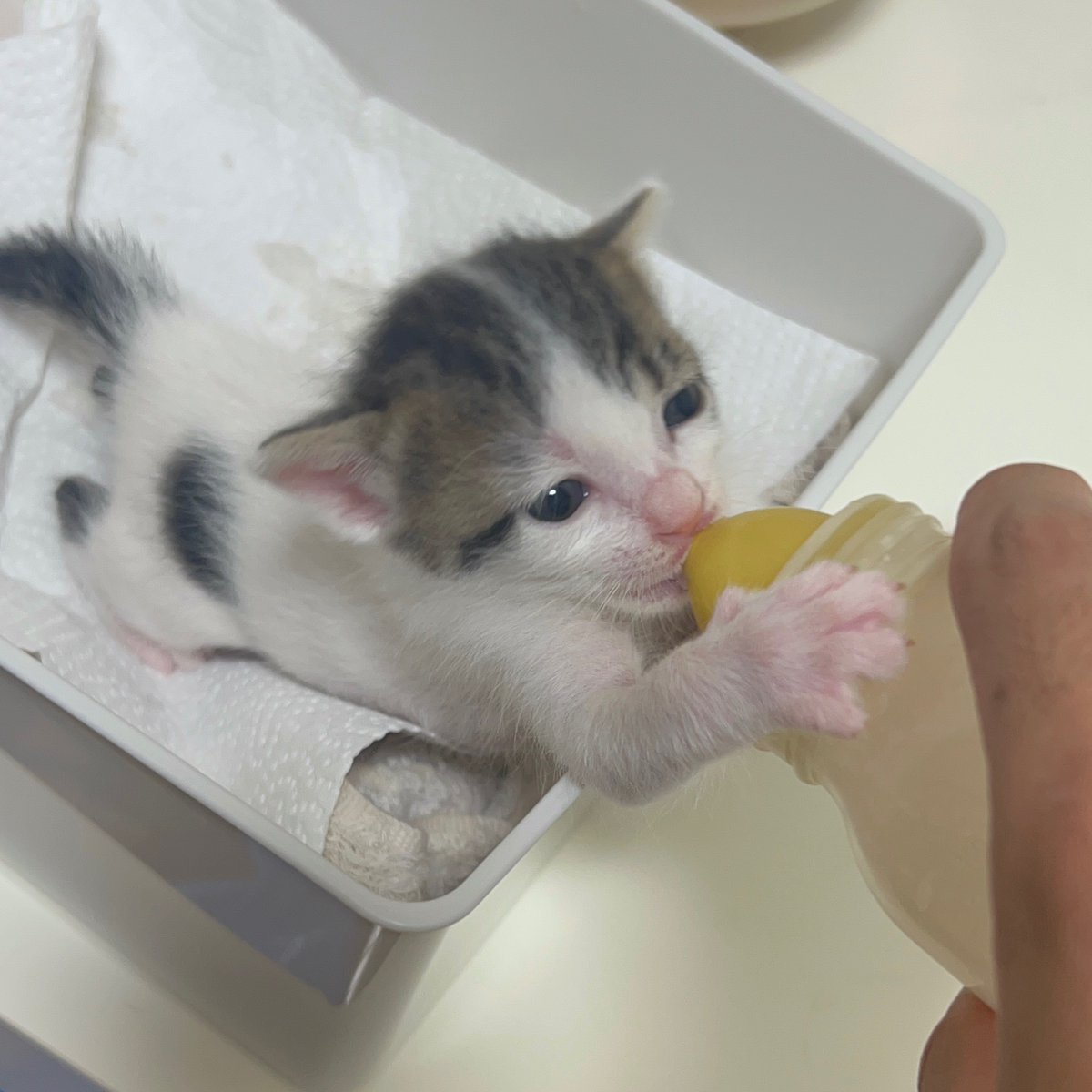ミルクを飲む猫の赤ちゃん