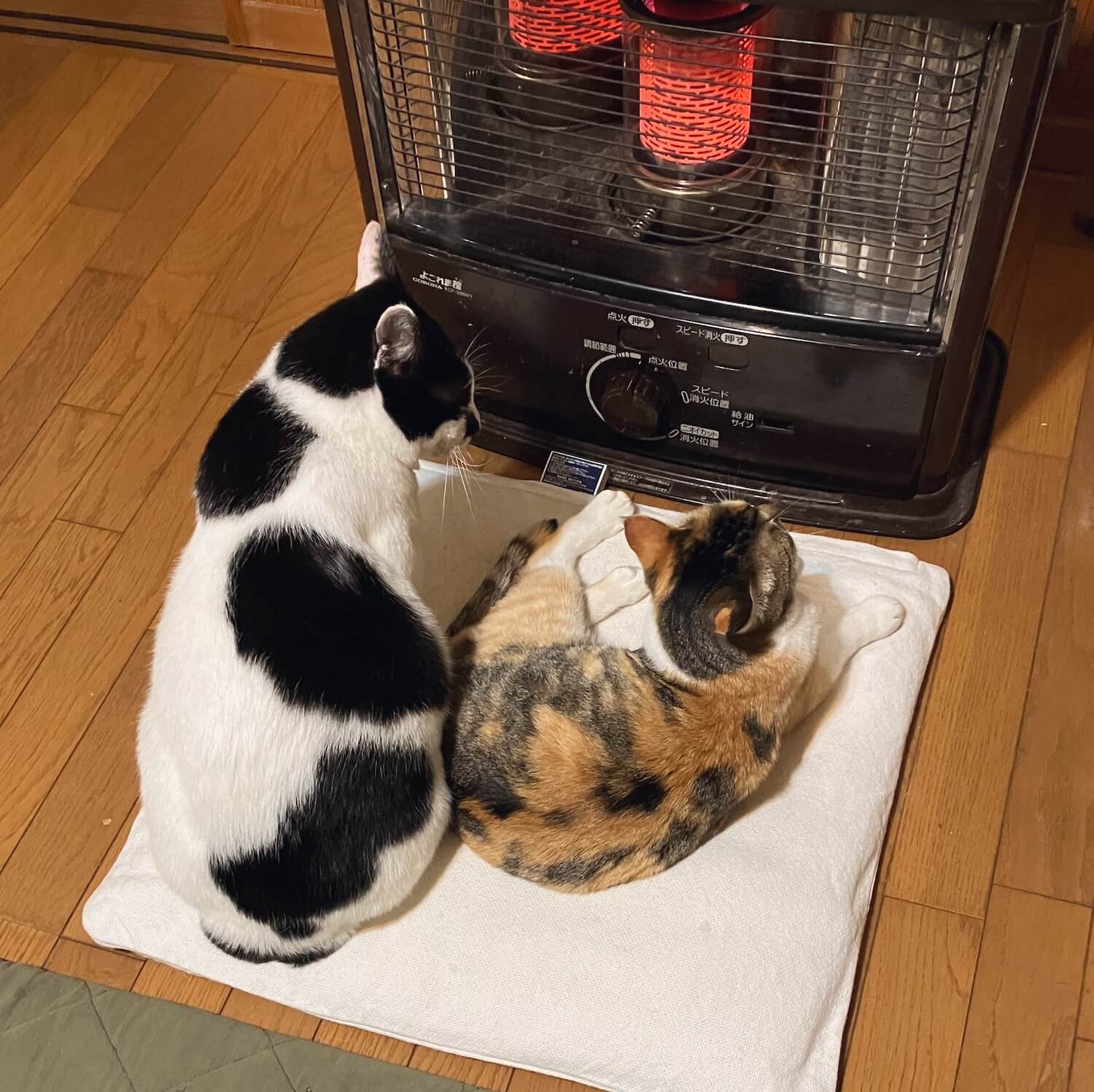 ストーブの前で暖を取る2匹の猫