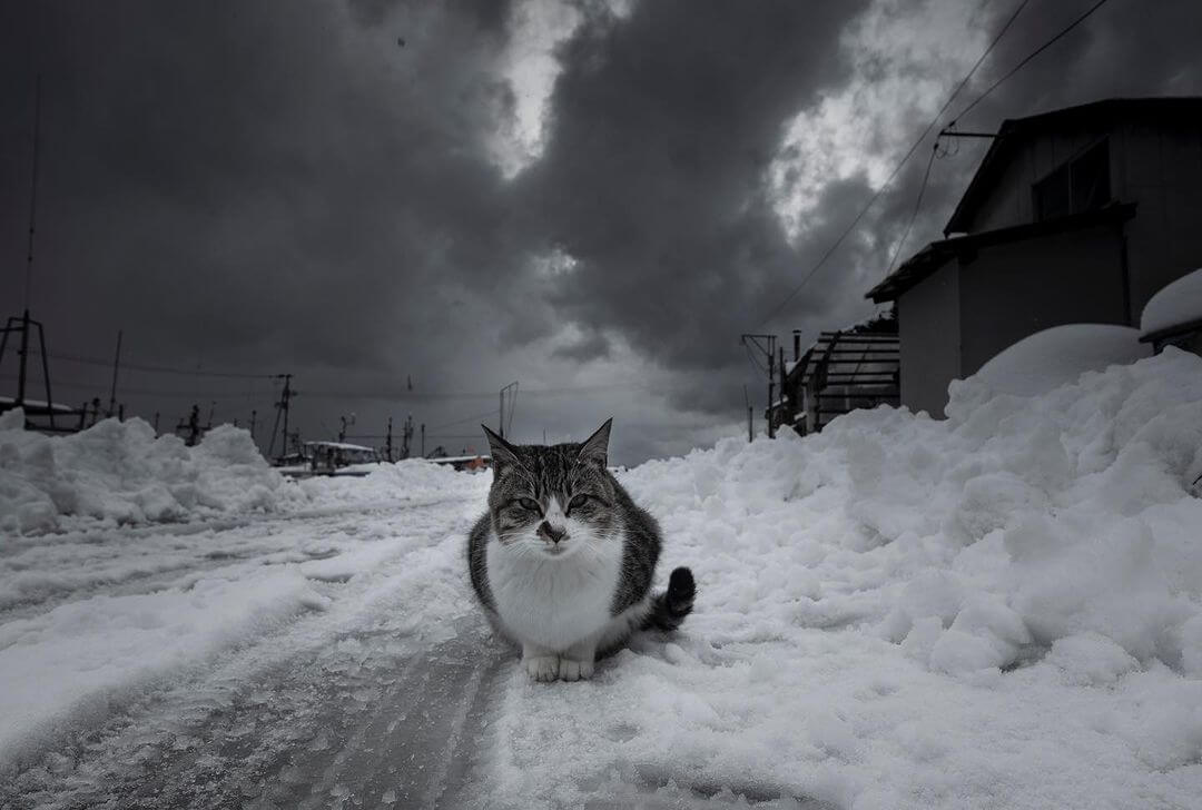 雪の道路に佇む猫 in 秋田県