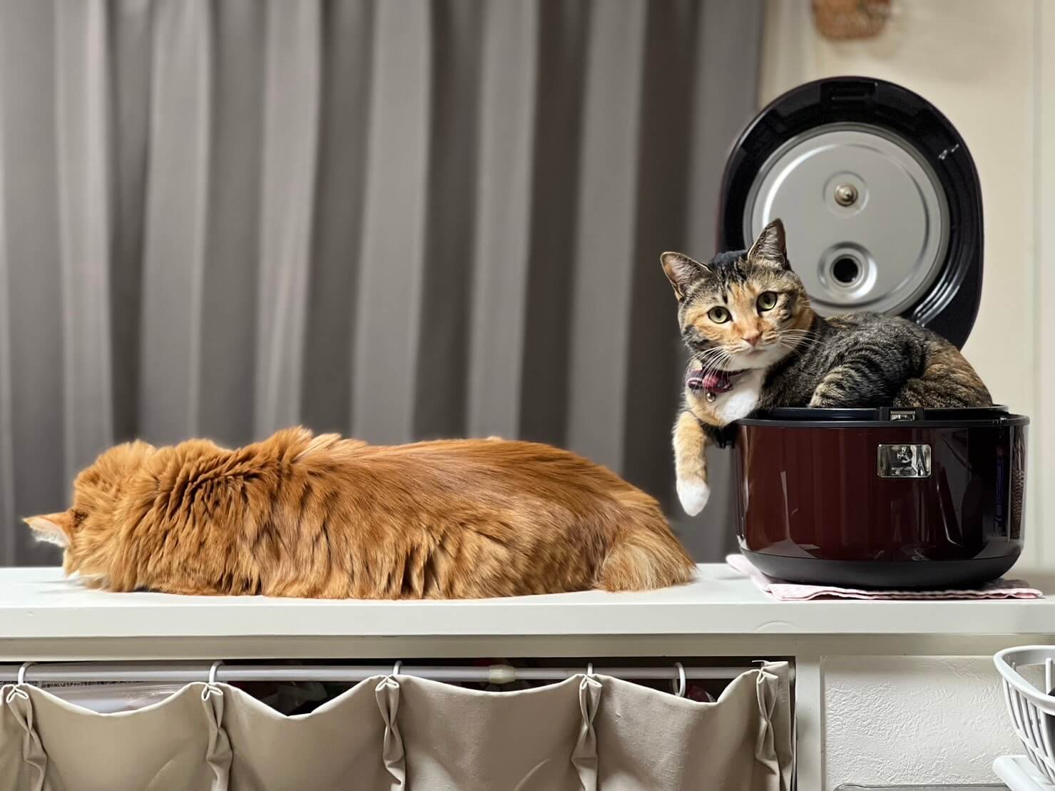 炊飯器の中でくつろぎながら視線を向ける猫