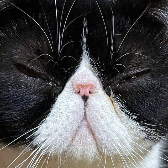 鼻がハートの形をしている猫エキゾチックショートヘアのはとくん