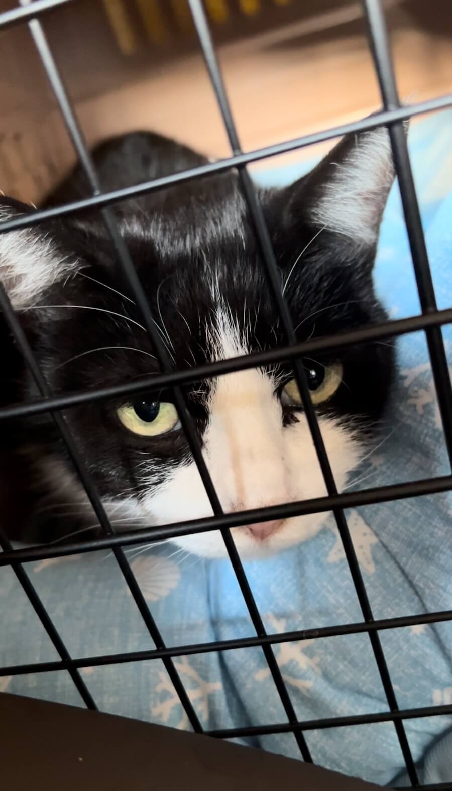 動物病院に検査に訪れた家猫になったオレオ