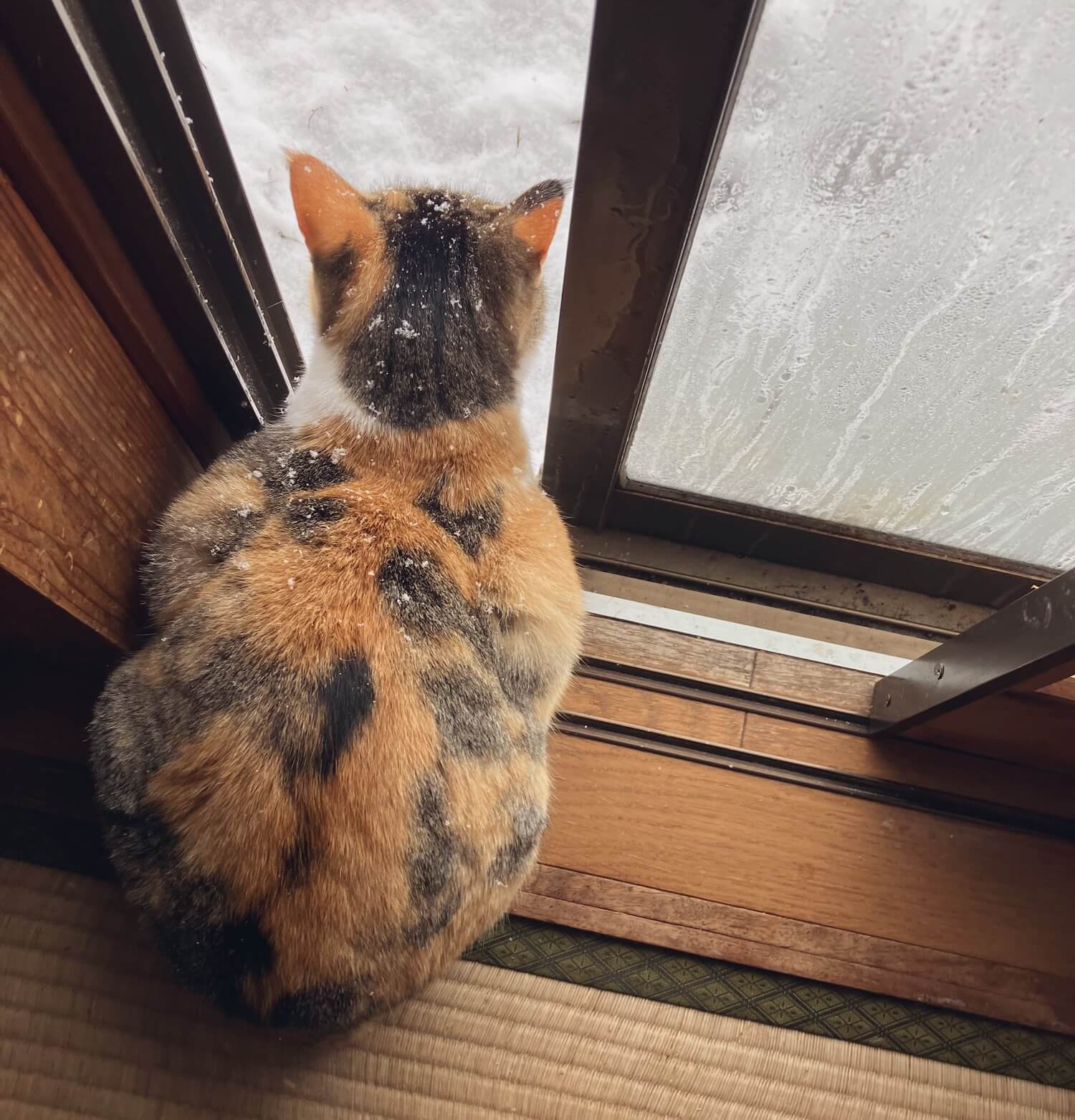窓を開けたまま雪が降り積もる外を眺める三毛猫