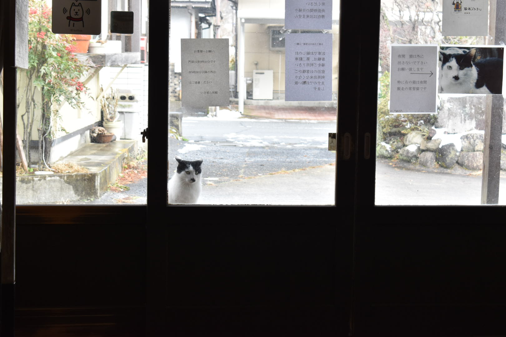 東鳴子温泉にある「いさぜん旅館」入口で見つめてくる白黒猫