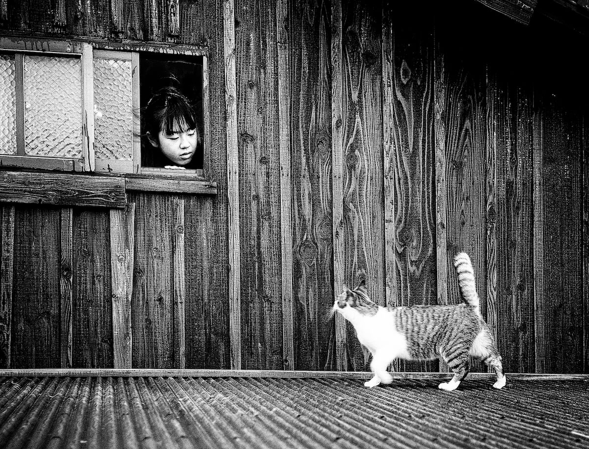 漁師小屋の窓から猫を見つめる少女の写真