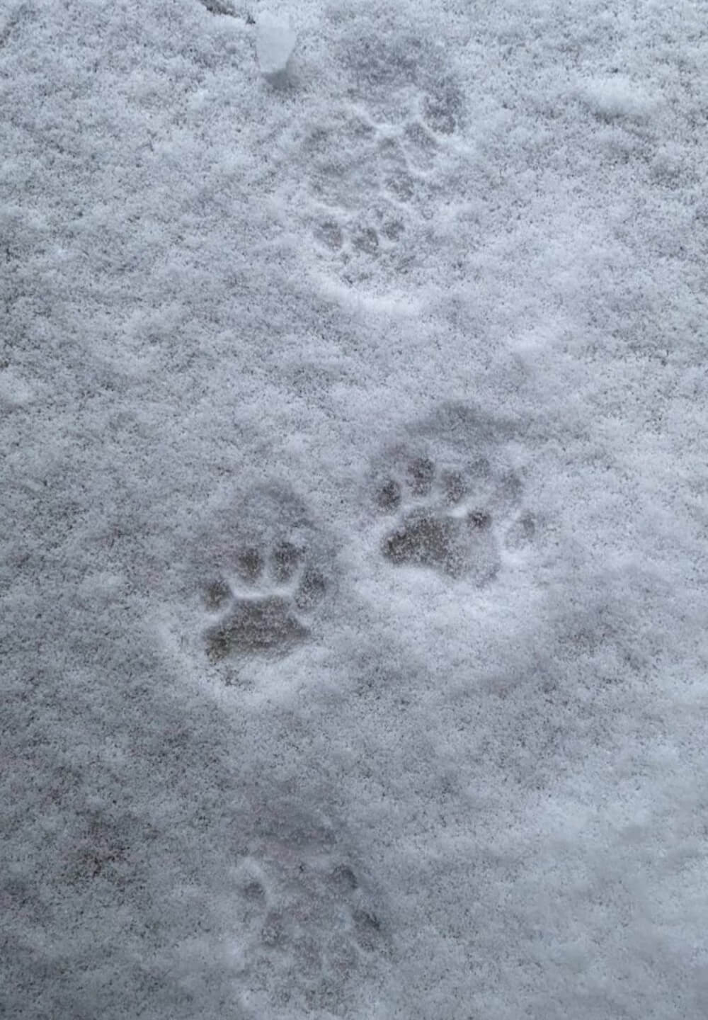 雪の上に残った猫の肉球の足跡