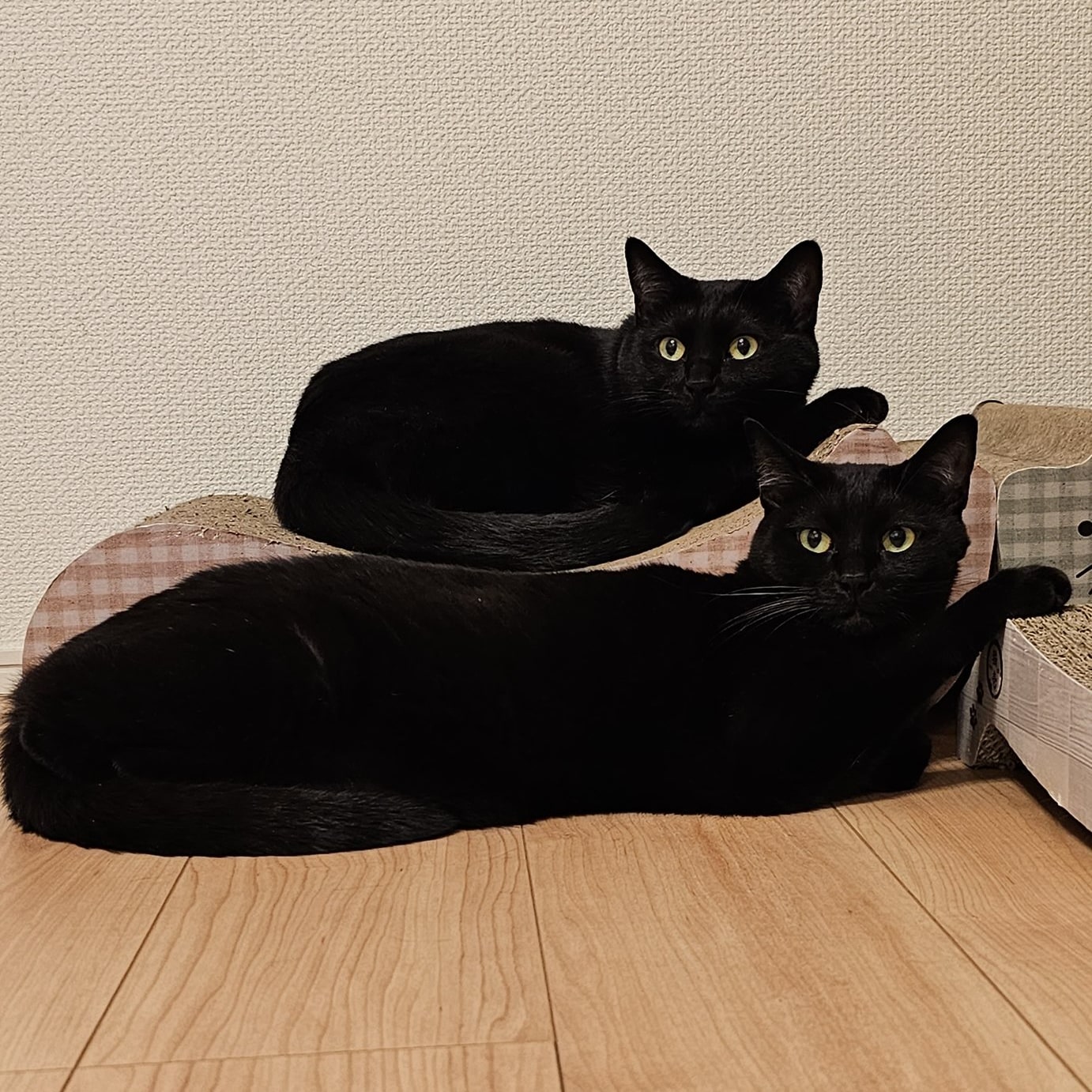 お手々を出して横たわる2匹のシンクロ黒猫