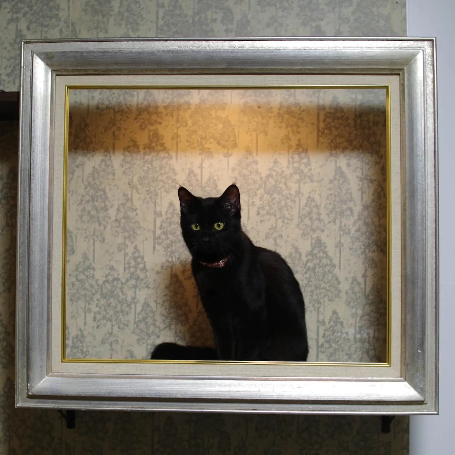 額縁の中に座ってる猫ちゃんが本物の絵画みたい！飼い主さんが