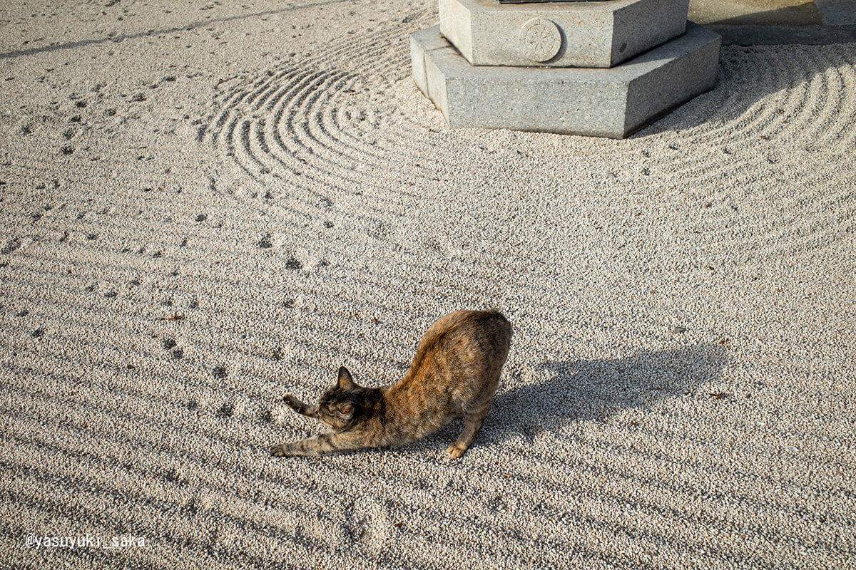 お寺の枯山水に猫の足跡が付いた「枯にゃん水」