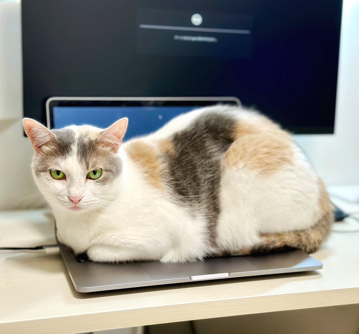 長時間労働を阻止しようとノートパソコンの上に座る三毛猫
