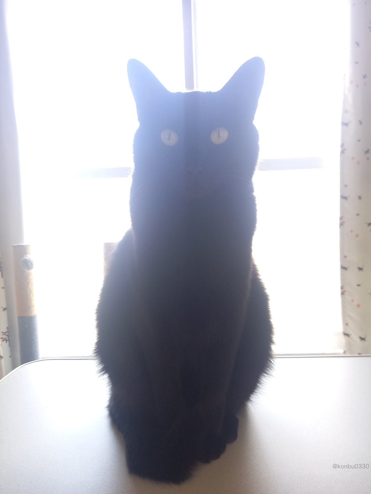 背景が透けているように見える黒猫