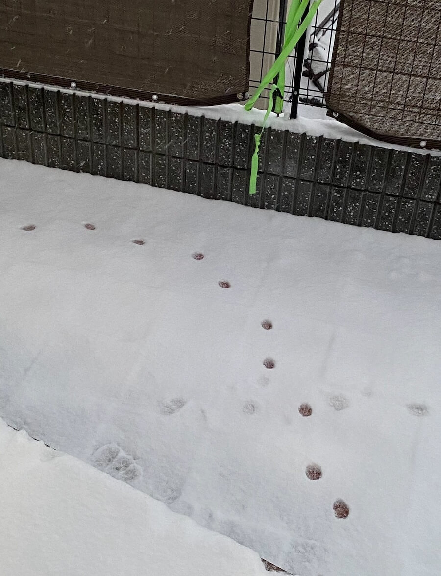 雪が積もった庭に点々と続く猫の足跡