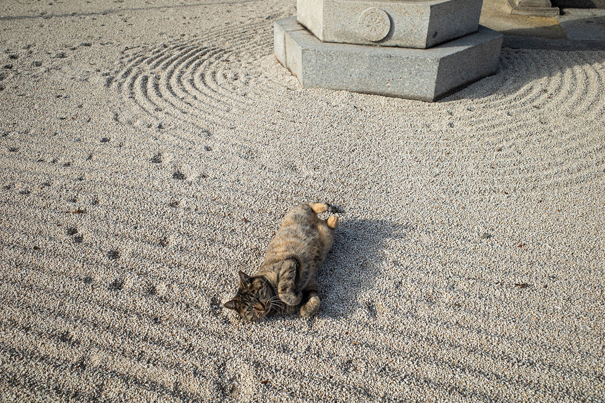 枯山水の砂の上で寝転がる猫