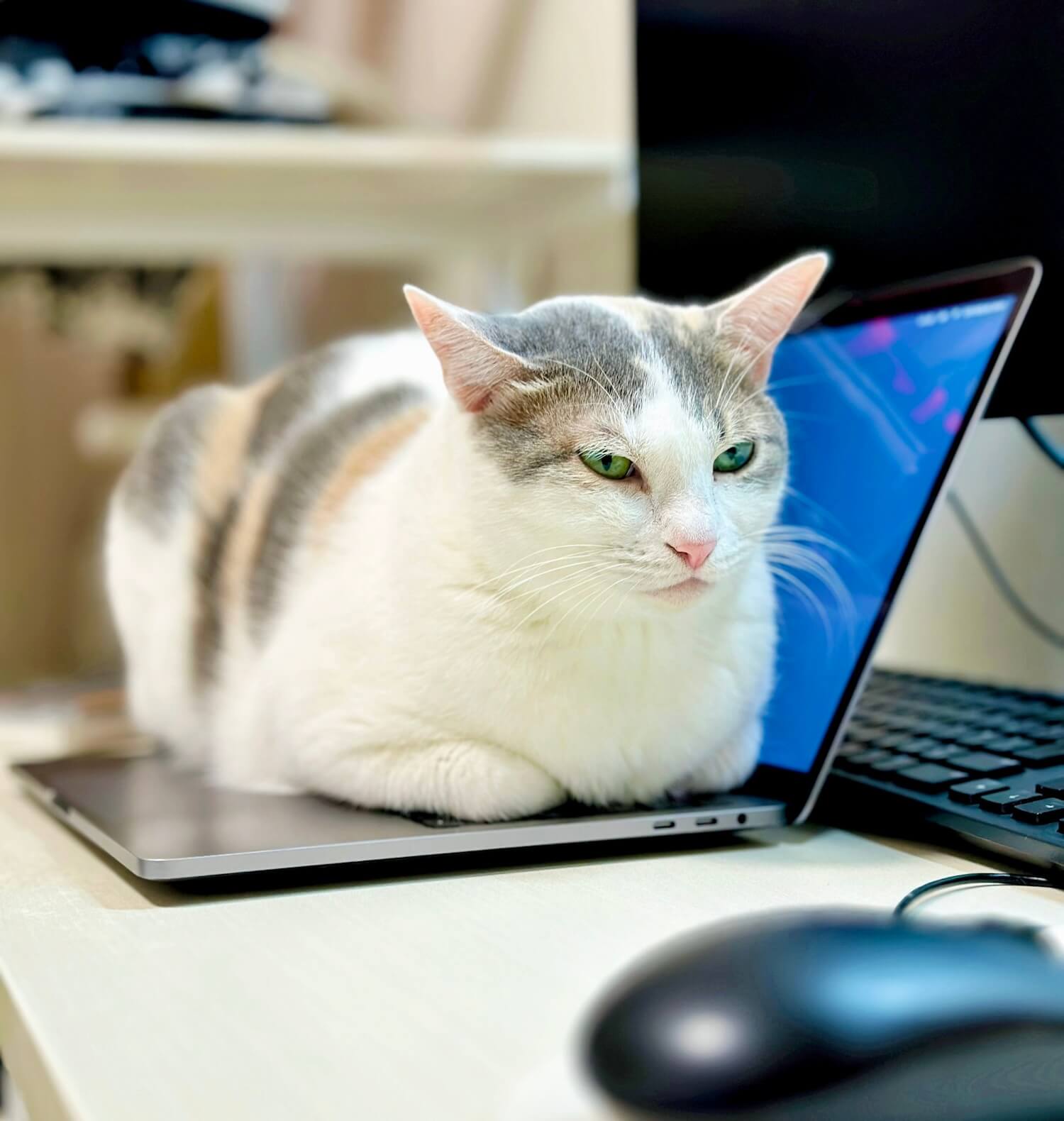 ノートパソコンのキーボードの上に座る三毛猫
