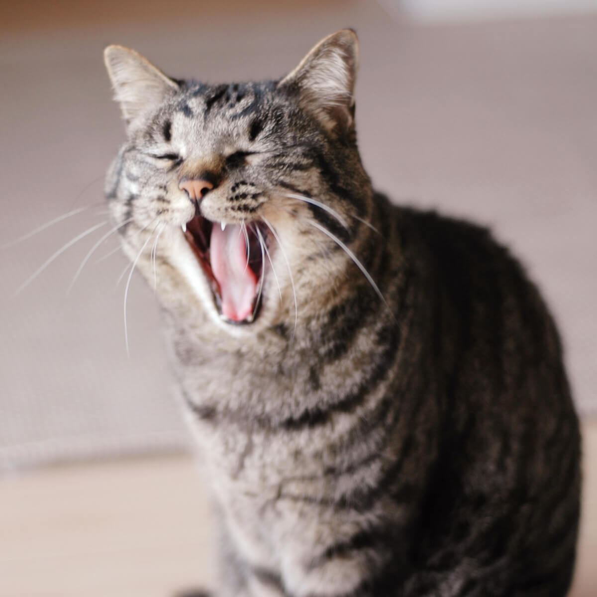 普通の猫のあくびのイメージ写真