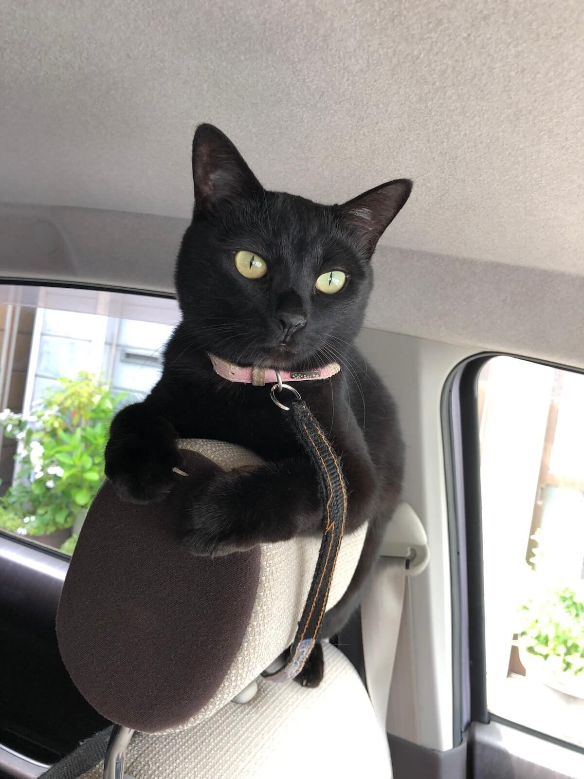 車に乗ってドライブを楽しむ黒猫のこっちゃん