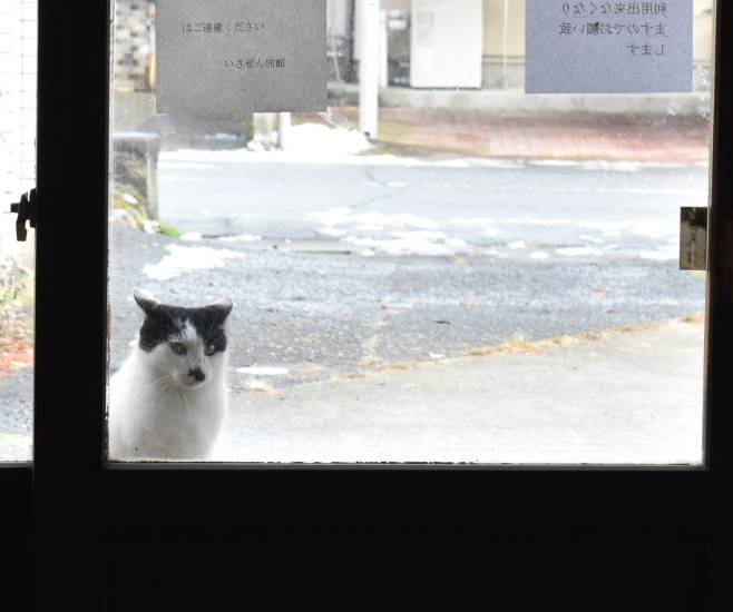 温泉旅館で客を訝しげに見つめてくる白黒猫