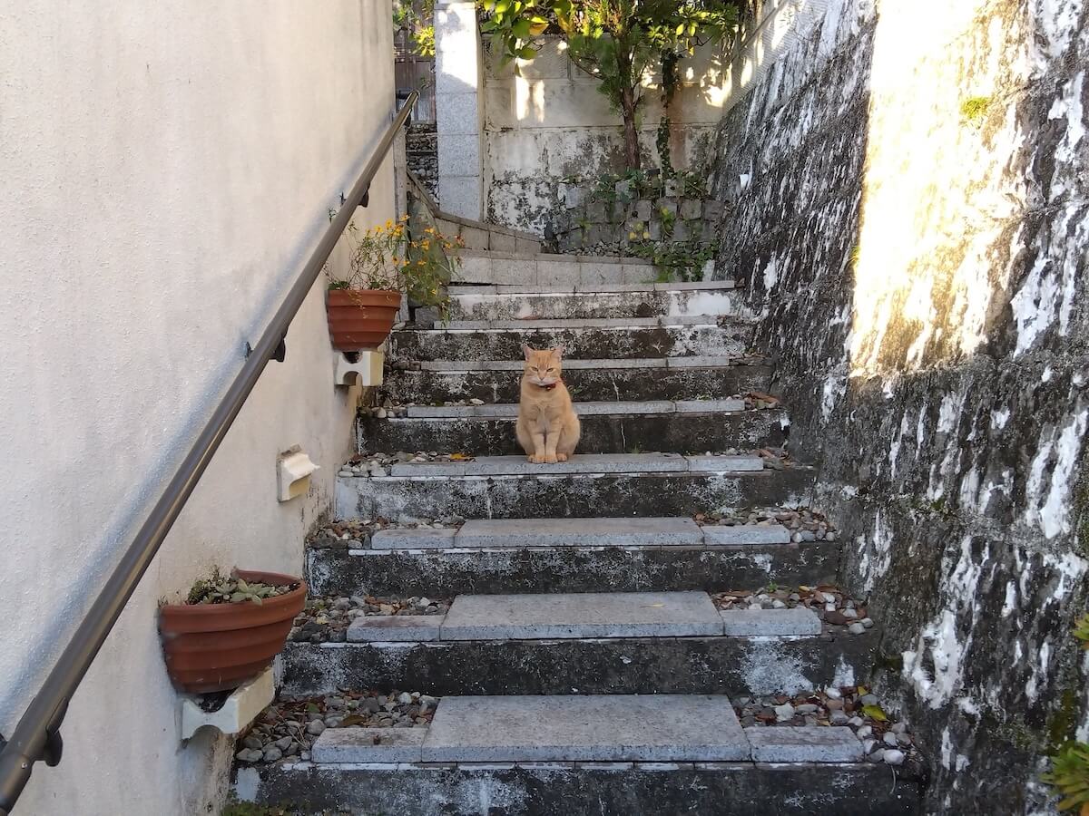 お庭の階段でパトロールする猫