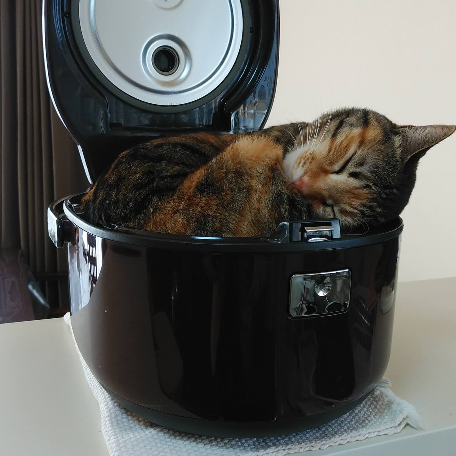 炊飯器の中で熟睡する猫