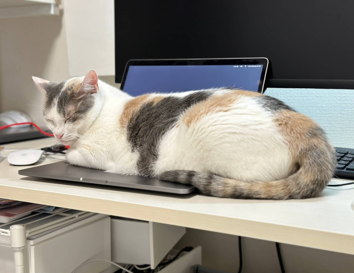 ノートパソコンの上で眠って作業を邪魔する三毛猫