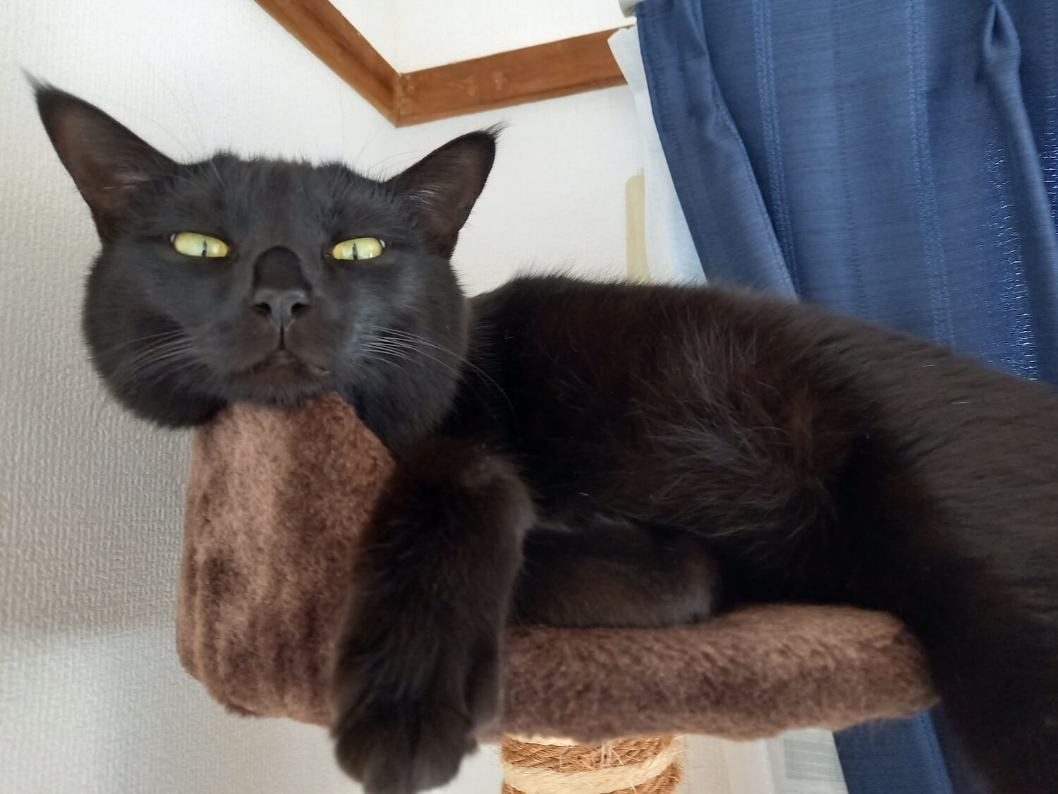 キャットタワーでリラックスする黒猫