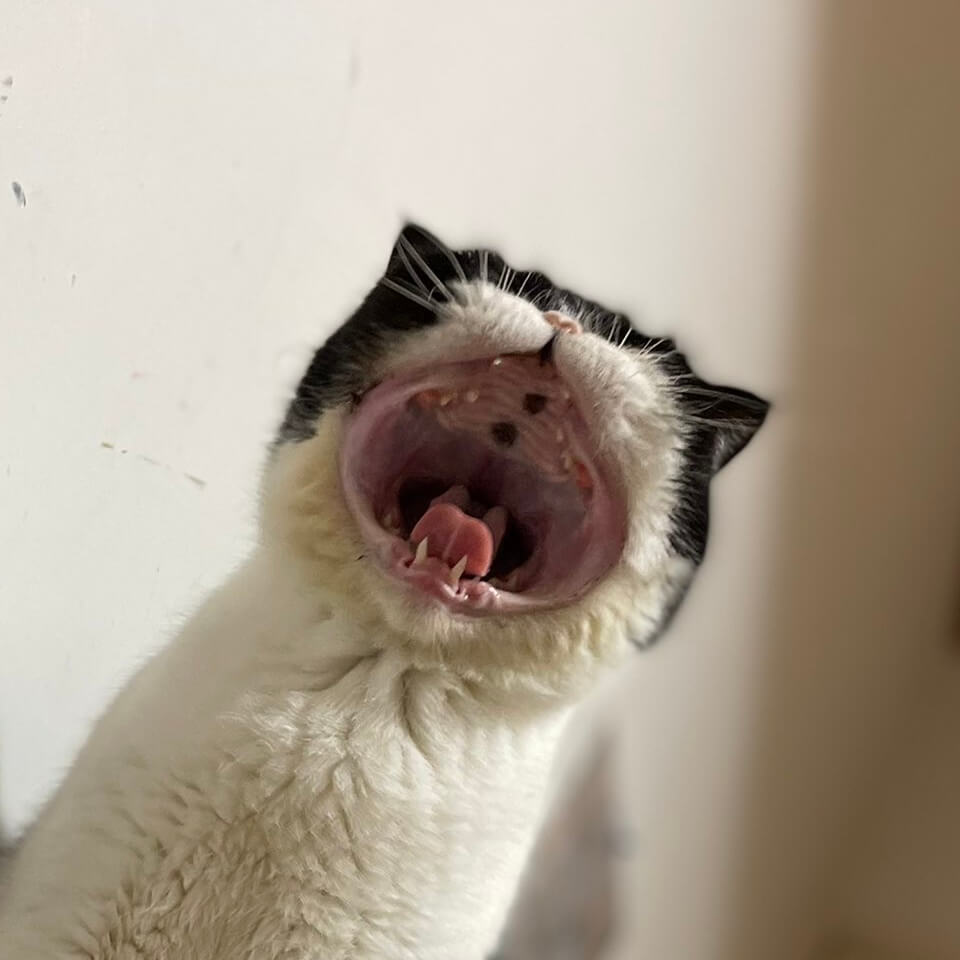 丸い口を開けて大あくびをする猫