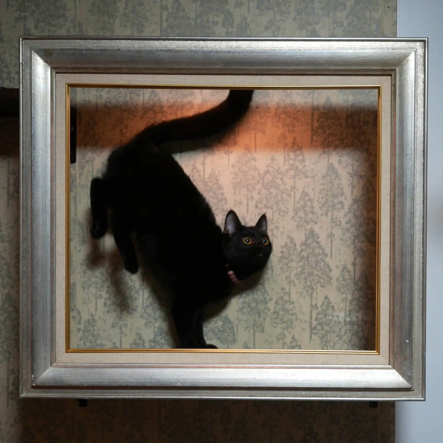 額縁の中に座ってる猫ちゃんが本物の絵画みたい！飼い主さんが