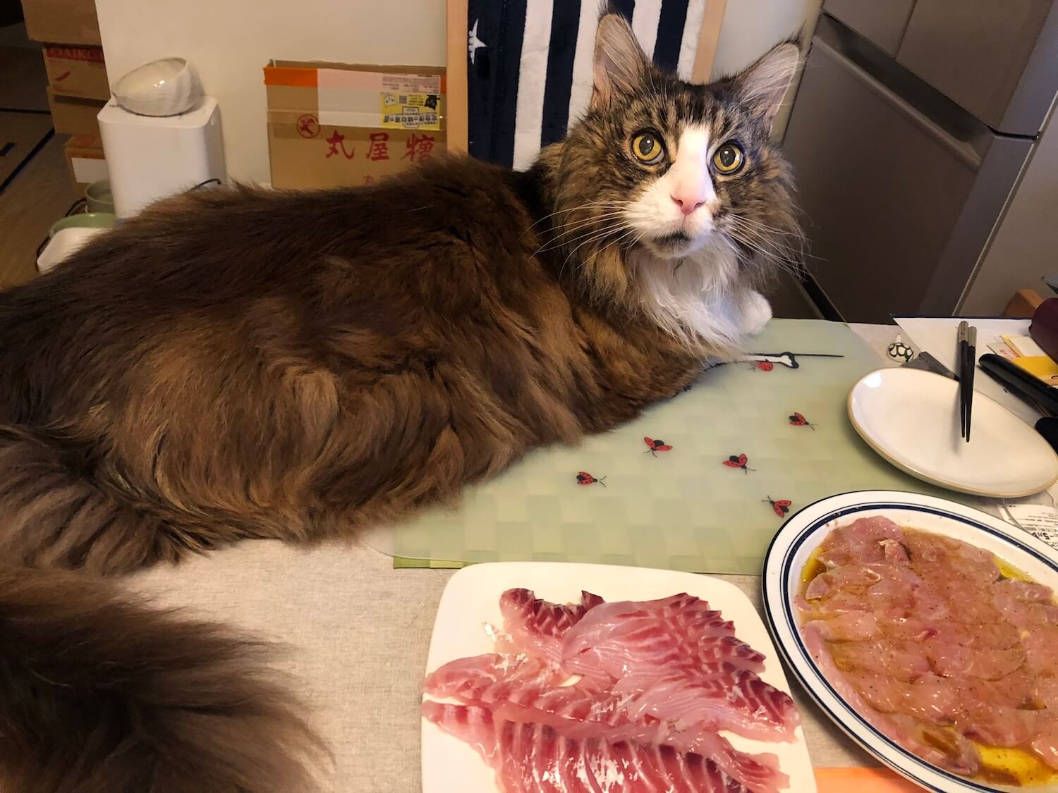 食事中のダイニングテーブルに居座る大型猫のメインクーン