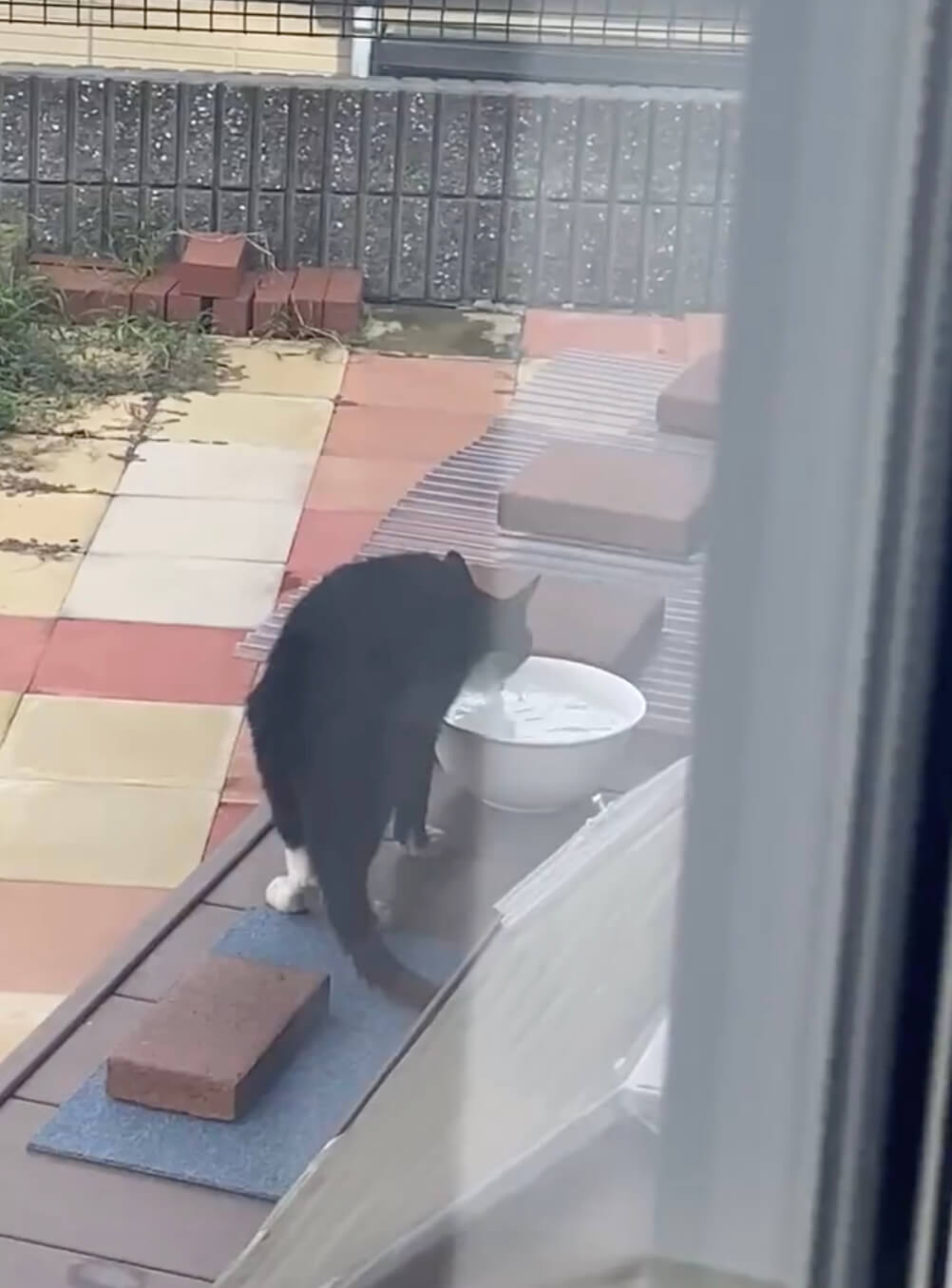 庭に用意した水を飲む野良猫時代のオレオ