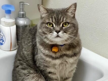 「手を洗いたいのですが…」猫に洗面台を占拠されてしまった飼い主さん、キッチンも乗っ取られ手洗いを諦めてしまう
