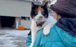 「4kgの猫を担いだまま凍結路面を歩けますか？」北海道の牧場が求職者に望む特殊なスキル→その理由を聞いてみた