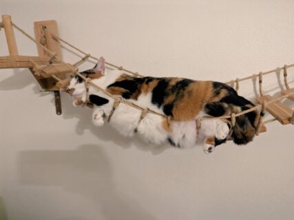吊り橋でハムになった猫ちゃんの姿に14万いいねの大反響→猫はなぜハム化したのか？その謎に迫る