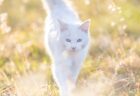 【神の使い】キラキラと輝く光に包まれた猫の姿が神々しい…猫写真家が明かす撮影秘話と生い立ちに迫る
