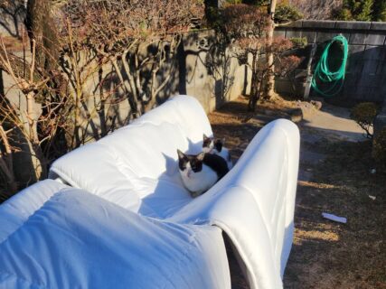「強風なのに布団が飛ばないなー」何故かと思って庭を見ると…猫の親子が座っていた→可愛すぎる重石にネットで大反響