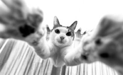 日本全国から41名の猫写真家が参加！今を生きる猫たちのキオク・キロクを集めた写真展が2/22に開催