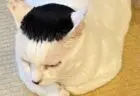 細川たかしの髪型そっくりな猫ちゃんに漂う大御所感、飼い主の和菓子屋さんが語るその魅力とは？