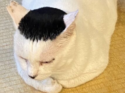 細川たかしの髪型そっくりな猫ちゃんに漂う大御所感、飼い主の和菓子屋さんが語るその魅力とは？