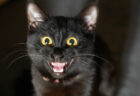 「ニャーッ」と鬼のような形相で飼い主に迫る黒猫ちゃん→実はかまって欲しい甘えん坊さんだった